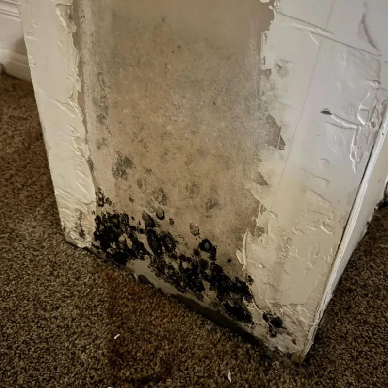 Professional Mold Removal in Naguabo, PR